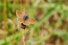 brownArgus_gite2_260622a.jpg