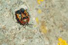 bug_Noirmoutier_230622a.jpg