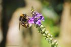 bumbleBee_gdn_190723a.jpg