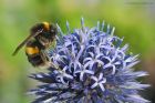 bumble_gdn_160723a.jpg