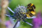 bumble_gdn_310722b.jpg