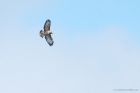 buzzard_LM_220921a.jpg