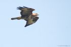 buzzard_brockholes_120523a.jpg