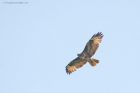 buzzard_brockholes_120523b.jpg