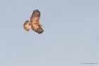 buzzard_lunt_020323a.jpg