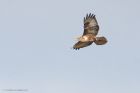 buzzard_lunt_020323b.jpg