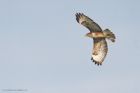 buzzard_lunt_020323c.jpg