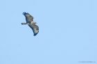 buzzard_sizergh_080322a.jpg