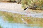 bwStilt_Noirmoutier_230622b.jpg