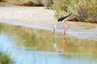 bwStilt_Noirmoutier_230622c.jpg