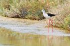 bwStilt_Noirmoutier_230622d.jpg