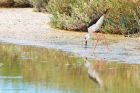 bwStilt_Noirmoutier_230622e.jpg