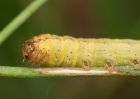caterpillar_190809f.jpg