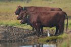 cattleEgret_LM_080923a.jpg