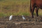 cattleEgret_LM_080923b.jpg