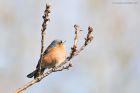 chaffinch_LM_100323a.jpg