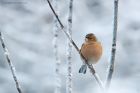 chaffinch_LM_151222a.jpg