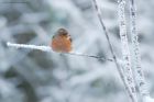 chaffinch_LM_151222b.jpg