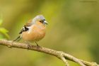 chaffinch_MMWWT_140423a.jpg