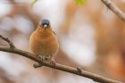 chaffinch_gdn_300522a.jpg