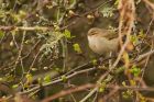 chiffchaff_MMWWT_100223a.jpg