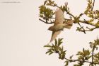 chiffchaff_MMWWT_140423a.jpg