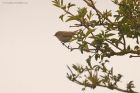 chiffchaff_MMWWT_140423b.jpg