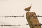 chiffchaff_MMWWT_140423c.jpg