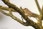 chiffchaff_brock_240323a.jpg