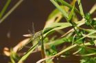 clubtail_gite1_150622a.jpg