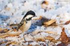 coalTit_LM_151222a.jpg