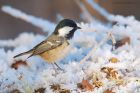 coalTit_LM_151222b.jpg