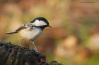 coalTit_LM_210122b.jpg