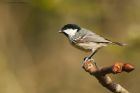 coalTit_brock_240323a.jpg