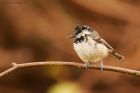 coalTit_gdn_300522a.jpg