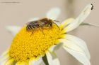 colletes_gdn_290623a.jpg