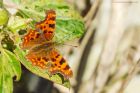 comma_gdn_190322a.jpg