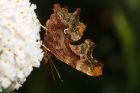 Filename=comma_gdn_200823a.jpg
Filesize=937KB
Dimensions=1300x867
Date added=Aug 28, 2025 comma_gdn_200823a.jpg