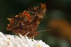 Filename=comma_gdn_200823b.jpg
Filesize=772KB
Dimensions=1300x867
Date added=Aug 28, 2025 comma_gdn_200823b.jpg