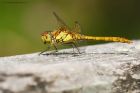 commonDarter_HB_150823a.jpg