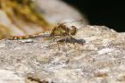 Filename=commonDarter_HB_280723a.jpg
Filesize=651KB
Dimensions=1300x867
Date added=Aug 28, 2025 commonDarter_HB_280723a.jpg