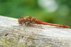 commonDarter_LM_050821a.jpg