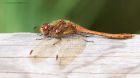 commonDarter_MMWWT_050922a.jpg