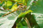 commonDarter_MMWWT_130821a.jpg