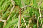 commonDarter_MMWWT_130821b.jpg