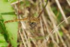 commonDarter_MMWWT_130821c.jpg