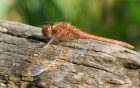 commonDarter_MM_150922b.jpg