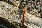 commonDarter_MM_150922c.jpg