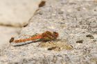 commonDarter_gdn_070922a.jpg