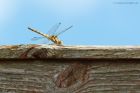 commonDarter_gdn_270821a.jpg